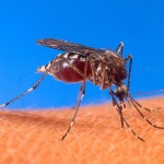 insect bites