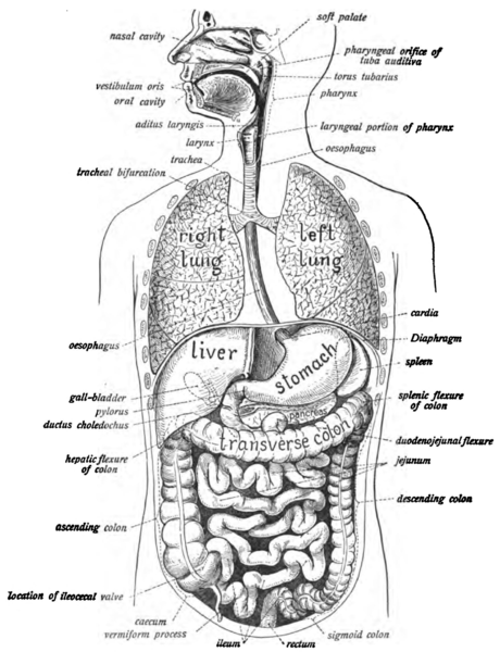 Symptoms of gastrointestinal diseases depend on the site