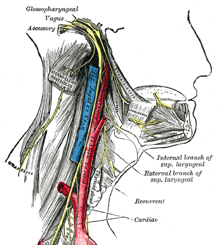 Glossopharyngeal Nerve Distribution is affected in glossopharyngeal neuralgia