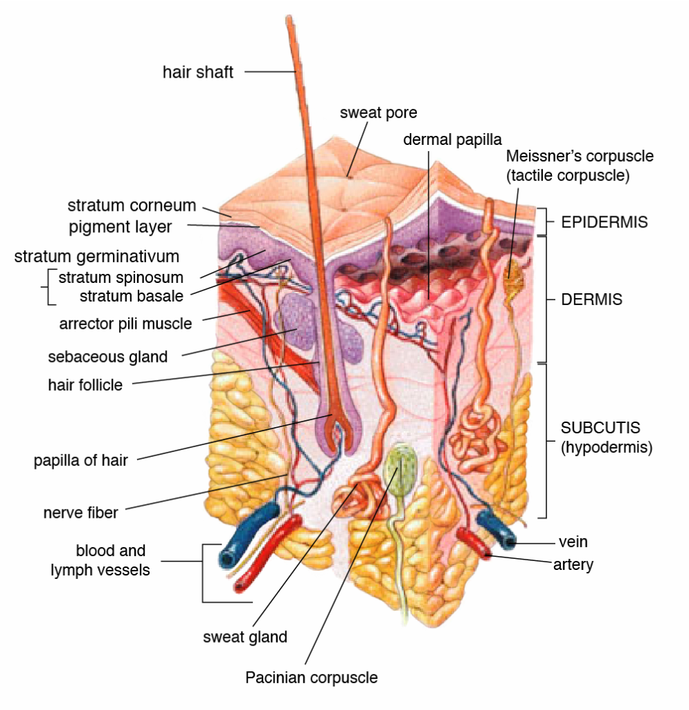 Skin Anatomy and Physiology