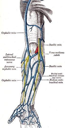 veins of upper limb for venous blood sampling