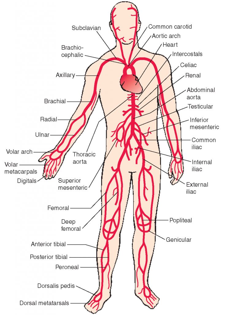 Arterial supply arrangement