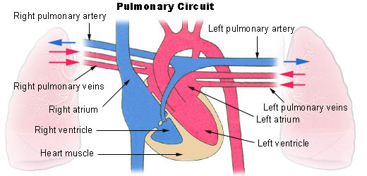 pulmonary artery and veins